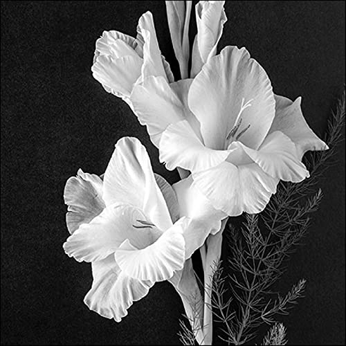 Ambiente Serviette Lunch 33x33cm Motiv: Gladiolus - Gladiolen Trauer 20 Stück pro Packung