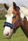 Rhinegold Unisex-Erwachsene Logo Headcollar Fleece Trim-Cob-Blue Halfter, blau