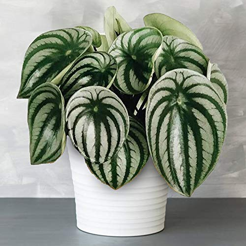 1 x Peperomia Argyreia | Idéal pour la Maison ou le Bureau | Plante en pot de 15 à 25cm
