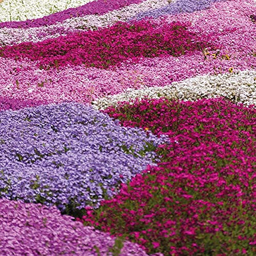 Drought Tolerant Creeping Phlox Garden Plant, Ground Cover Perennials with Bright Spring Flowers Easy to Grow Collection 100 x Plugs by Thompson and Morgan (100, Plug Plants)
