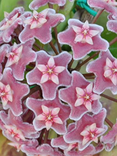 POWERS TO FLOWERS - HOYA PUBICALIX SILVER SPOT, VASO 12 CM DIAMETRO, pianta vera