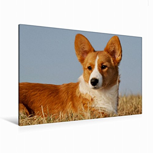 Premium Textil-Leinwand 120 x 80 cm Quer-Format Welsh Corgi - Kobold auf 4 Pfoten | Wandbild, HD-Bild auf Keilrahmen, Fertigbild auf hochwertigem Vlies, Leinwanddruck von Sigrid Starick