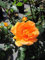 Rosa Goldelse ® - Beetrose Goldelse ® - Tantau Rose