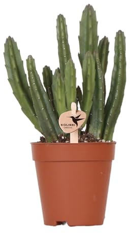 Kolibri Greens | Grünpflanze - Stapelia - grüne Zimmerpflanze - frisch vom Züchter - Ø9cm