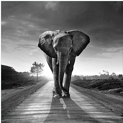 Wallario Glasbild Elefant bei Sonnenaufgang in Afrika schwarzweiß - 50 x 50 cm Wandbilder Glas in Premium-Qualität: Brillante Farben, freischwebende Optik