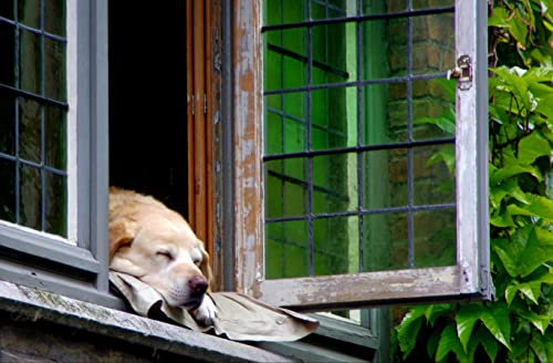 HANSEPUZZLE 105603 - Schlafender Hund Puzzle 500 Teile | Tierwelt Puzzle mit hochwertiger Puzzle Aufbewahrung: Kartonbox und wiederverschließbarem Beutel | Puzzle-Maße: 46 x 30 cm