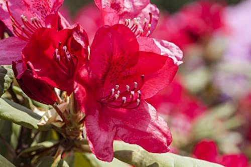 Rhododendron 'Hachmanns Feuerschein' 30-40 cm Ballen winterhart immergrün