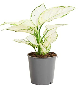 PLNTS - Aglaonema White Joy - Zimmerpflanze - Zimmerpflanzen, Pflanzen Echt, Nachhaltige Verpackung - 12cm Topf - Höhe 25cm - Direkt von der Gärtnerei