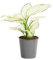 PLNTS - Aglaonema White Joy - Zimmerpflanze - Zimmerpflanzen, Pflanzen Echt, Nachhaltige Verpackung - 12cm Topf - Höhe 25cm - Direkt von der Gärtnerei