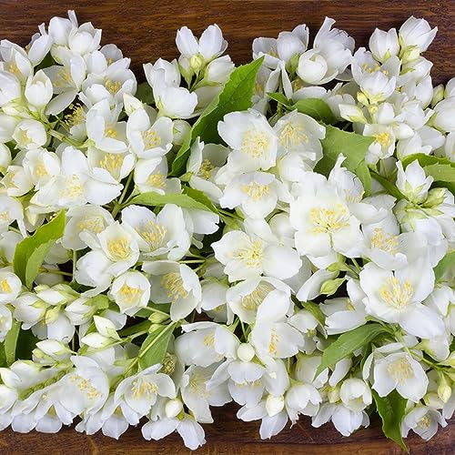 100 pcs jasmin pflanze winterhart samen - winterfeste pflanzen für balkon,Jasminum sambac, bonsai topf bäume garten winterhart gewächshaus balkon bonsai baum dekoration wohnzimmer