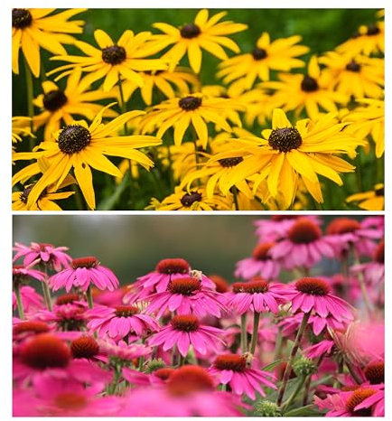 Sonnenhut Mix - Rot & Gelb (Echinacea purpurea & Rudbeckia Hirta). (1000 Samen = 2,6g)