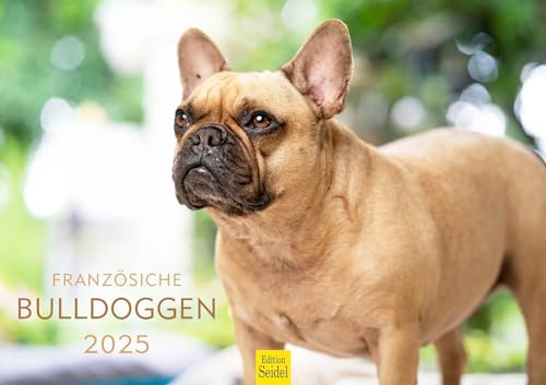 Edition Seidel Premium Kalender Französische Bulldogen 2025 Format DIN A3 Wandkalender Hundekalender Hund Welpe Hunderasse Bulldogge Haustier