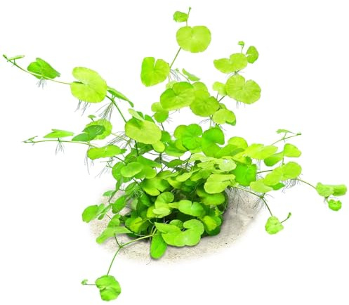 Aquasabi - Hydrocotyle leucocephala - Brasilianischer Wassernabel - Topf 5 cm - Hintergrund Wasserpflanze für Aquarium - Topf Aquarienpflanze - Aquascaping