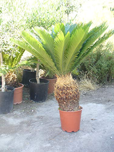 Cyca revoluta, 80-90 cm