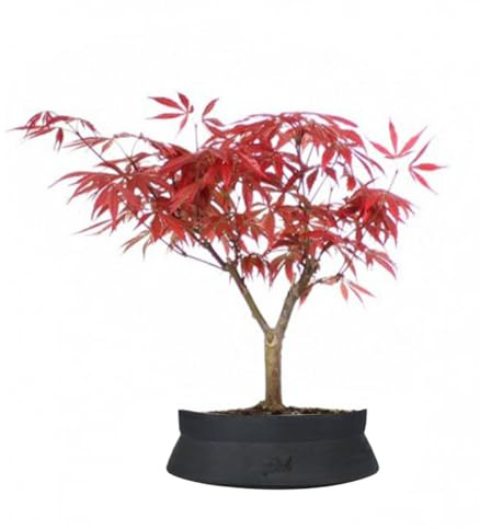 FLOB Acero Rosso Giapponese Altezza 30 cm, Pianta Vera, Bonsai- posizionare all'Esterno in Una Zona Luminosa, Vaso Artigianale in Terracotta- Nero Space