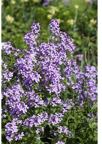 Hesperis matronalis - Gewöhnliche Nachtviole - 9cm Topf