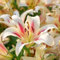 Lilienzwiebeln-Winterhart MehrjäHrig,Lilien Blumenzwiebeln,Lilie Zimmerpflanze,Lilien Zwiebeln Winterhart Mehrjährig,Lilien Pflanzen,Lilien Zwiebeln,Bonsai Pflanze-8zwiebeln-b