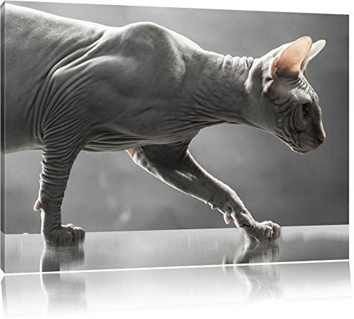 Pixxprint Einzigartige Sphynx Katze, Größe: 60x40cm, Leinwandbild, fertig gespannt, Wandbild, Dekoration, Kunstdruck, kein Poster