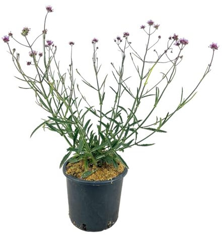 Pianta di VERBENA BONARIENSIS BUENOSAIRES viola H60CM vaso16 cm FOTO REALE AMDGarden
