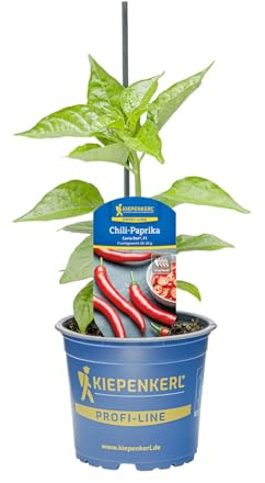 Kiepenkerl Chili Carla Rot Capsicum annuum F1 ca 50000 Scoville scharf 10,5cm Topf 10er Set 10 Pflanzen
