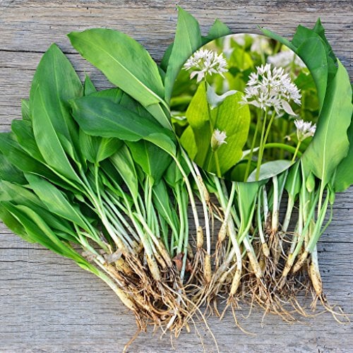 Woodland bulbs® 10 x Wild Garlic Bulbs - Allium Ursinum - UK Grown Freshly Lifted Bulbs - Spring Flowering Bulbs - Native Organic Wild Garlic Ready for Planting Now - (Free UK P&P)
