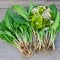 Woodland bulbs® 10 x Wild Garlic Bulbs - Allium Ursinum - UK Grown Freshly Lifted Bulbs - Spring Flowering Bulbs - Native Organic Wild Garlic Ready for Planting Now - (Free UK P&P)