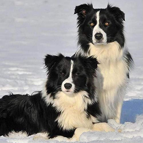 DIY Large Dog Wooden Jigsaw Puzzles for Adults 1000 Pieces Border Collie Black Dog Home Decor