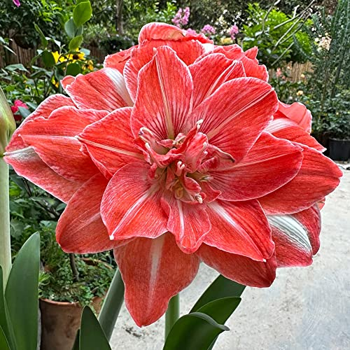 5 Stück amaryllis zwiebel Hydroponik - Seltene Pflanzen serie - geschenk garten wildblumen blumenwiese mehrjährig winterhart pflanzen geschenk frühlingsblüher zwiebeln