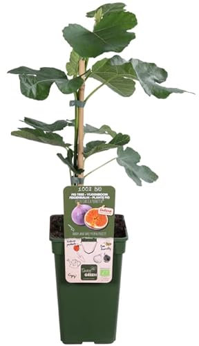 Higuera Árbol Frutal con Frutos de Tamaño Mediano Planta Natural