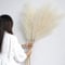 YiYa 6 Pcs Pampa Artificielle Grandes Herbes De La 113cm Pampa Fleur Sechees Pampas Sechees Decoration pour Boho Mariage, Salon, Chambre À Coucher（Blanc cassé）