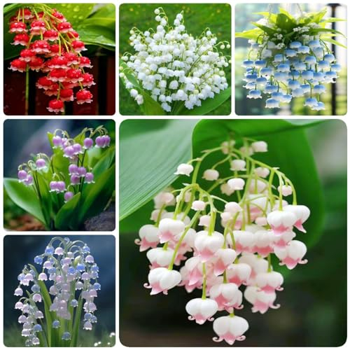 18 pcs maiglöckchen zwiebeln winterhart mehrjährig - zimmerpflanze mittagsblume winterhart bienenfreund, blumenzwiebeln zwiebel frühblüher wildblumen blumenwiese