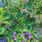 60 piezas ciruelo comprar semillas, maceta árbol frutal plantas de ciruela ciruela, plantas de interior exóticas fruta columnar bonsai maceta árboles frutales comprar cama elevada balcón