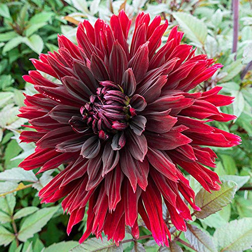 Mix Dahlia Zwiebeln-dahlien Knollen Kaufen-Dahlia Winterhart Staude Pflanzen,Dahlia Pflanze Anbau Einfach,Garten Topfpflanzen Können Gepflanzt Werden (8 Zwiebeln,A)