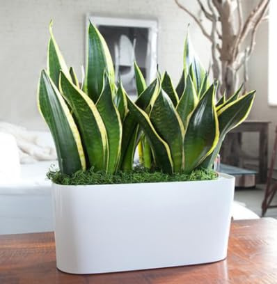 TERRE DI ROMAGNA Sansevieria Trifasciata Lingua di Suocera, Pianta da Interno ed Esterno, Vaso 12 cm, Made in Italy