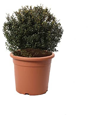 KENTIS - Ilex Crenata Glory Gem Forme Boule avec Décoration de Vase en Jute - Véritables Plantes d'Extérieur Résistantes - Plante de Jardin Balcon - H 40/50 cm Pot Ø 24 cm avec Jute