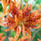 Lilienzwiebeln Asiatische Lilie große Zwiebeln Onion Lilium Knolle Winterhart Frische mehrjährig duftenden Prachtblüten (Flore Pleno)