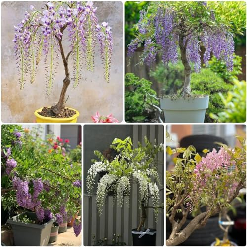 50 pcs Blauregen Pflanze Winterhart Samen - Glyzinien samen blumen, bio saatgut, Wisteria sinensis, gartenpflanzen winterhart mehrjährig, kletterpflanze Topfpflanzen Echt, Outdoor