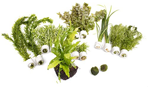 Lincspplant Live Aquarium Plants - Beginner Easy Plants - Aquarium Packs (Small (60l - 120l))