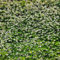 semi di gelsomino - semi di erbe aromatiche gelsomino stellato sempreverde resistente piante resistenti per il giardino gelsomino stellato piante decorative semi di fiori 150pcs