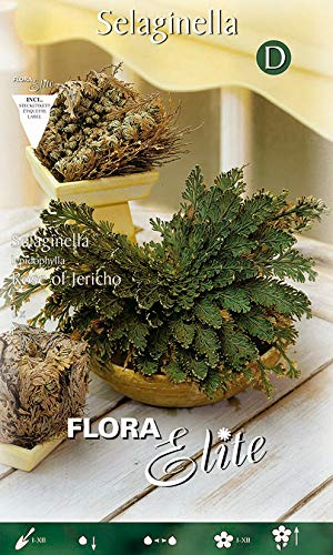 Flora Elite 848476 Selanginella-Rose von Jericho (1 Stück) (Rose von Jerichozwiebeln)