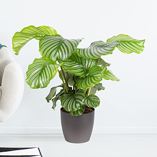 Korbmarante, Calathea Orbifolia, echte Zimmerpflanze, Höhe circa 70 cm, Zimmerpflanzen für die Wohnung oder das Büro, 19 cm Topfgröße, luftreinigend, Pflanzenversand