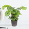 Korbmarante, Calathea Orbifolia, echte Zimmerpflanze, Höhe circa 70 cm, Zimmerpflanzen für die Wohnung oder das Büro, 19 cm Topfgröße, luftreinigend, Pflanzenversand
