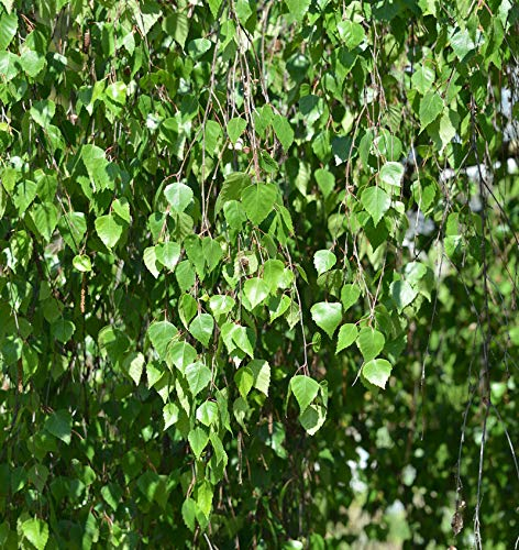 Trauer Birke 100-125cm - Betula pendula - Gartenpflanze