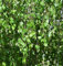 Trauer Birke 100-125cm - Betula pendula - Gartenpflanze