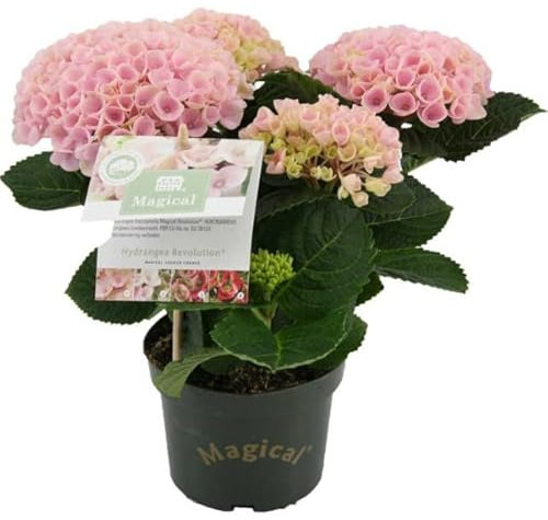 Hydrangea Rosa Planta Natural Popularmente Conocida como Hortensia