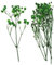 ZAANU 1 Beutel getrocknete Blumen, Blätter, gepresste getrocknete echte Farne, Pflanzen, Lesezeichen, Scrapbooking, Album, Rahmen, Grußkarte, Mehrzweck-Dekoration (blau)/1873 (Color : Green)