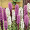 Bloomique - Mischung aus 40 - Liatris - Lampoon Cleaner - Lila, Weiß - Blumenzwiebeln - Mehrjährig - Sommerblüher - Winterhart - Wird 60-75 cm groß