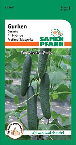 SAMEN PFANN Salatgurke, Freiland-Salatgurke, Corinto F1 - Gemüse Gurken-Samen Saatgut (Cucumis sativus)