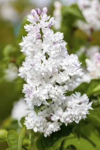 Syringa vulgaris 'Mme Lemoine' 40-60 cm - Flieder, weiße Blüten, Blütezeit Mai-Juni, duftend, ideal für Hecken, bienenfreundlich, winterhart