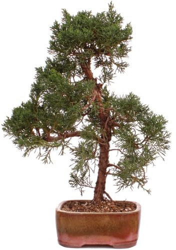 Bonsai - Juniperus chinensis 'Kishu' Chinesischer Wacholder aus Japan 226/51